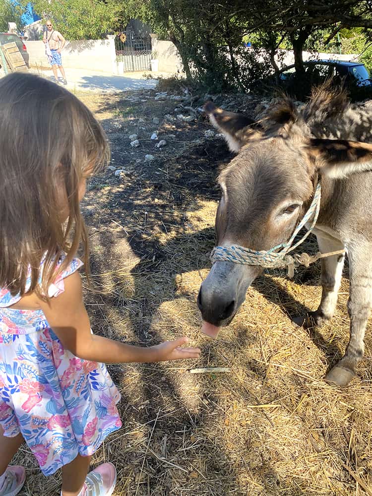 Young girl feeding the donkey, close to the parking at Porto Timoni Viewpoint