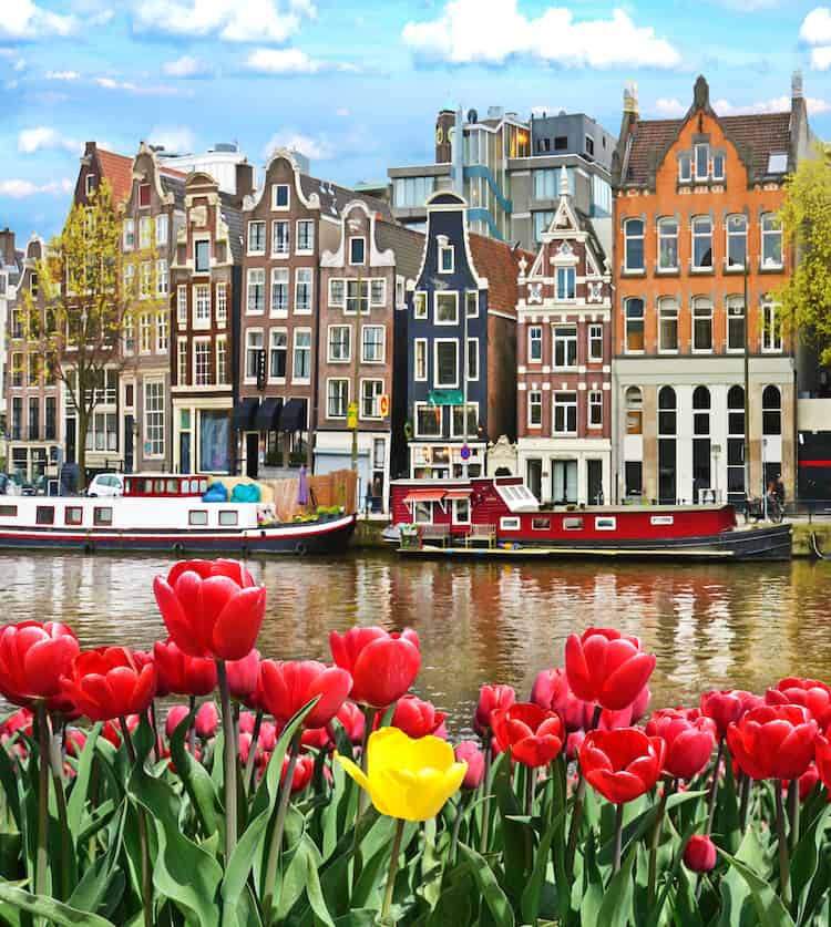 Beautiful landscape with tulips and houses in Amsterdam