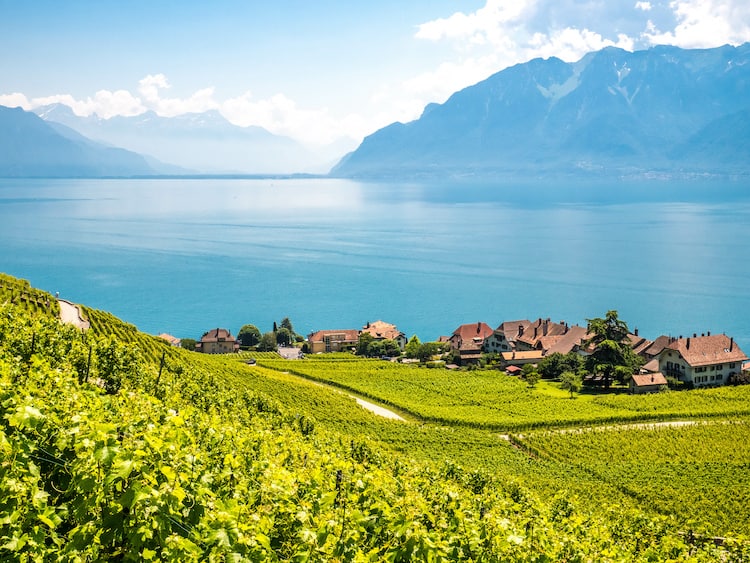 Lavaux in Summer