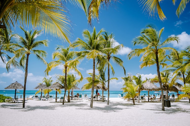 Palm beach Aruba Caribbean, white long sandy beach with palm trees at Aruba