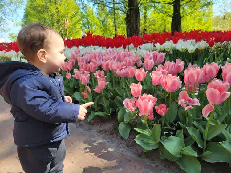 Keukenhof Netherlands with a toddler Go Places with Kids