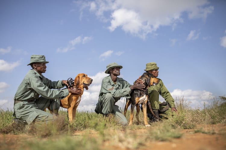 Kenya Loisaba Tracker Dogs