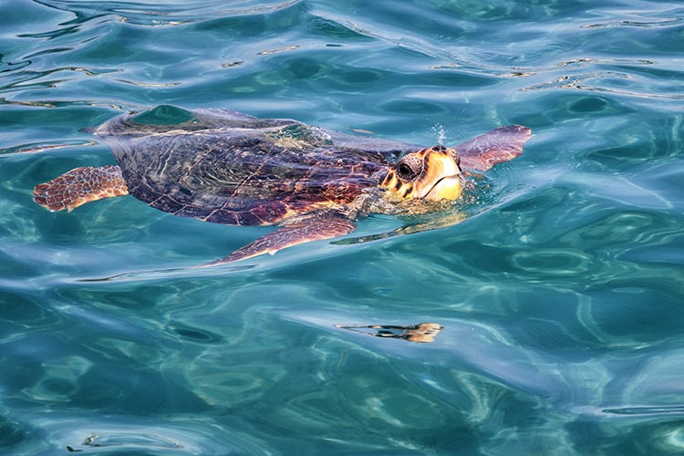 Turtle Spotting in Zakynthos, Greece, Marathonisi, Caretta Caretta, Best Zakynthos Boat Tours 