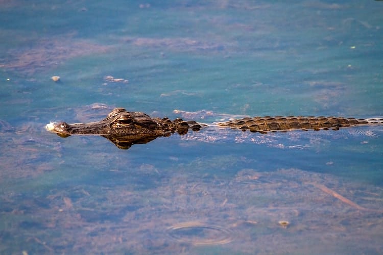 American Gator in water and wetlands