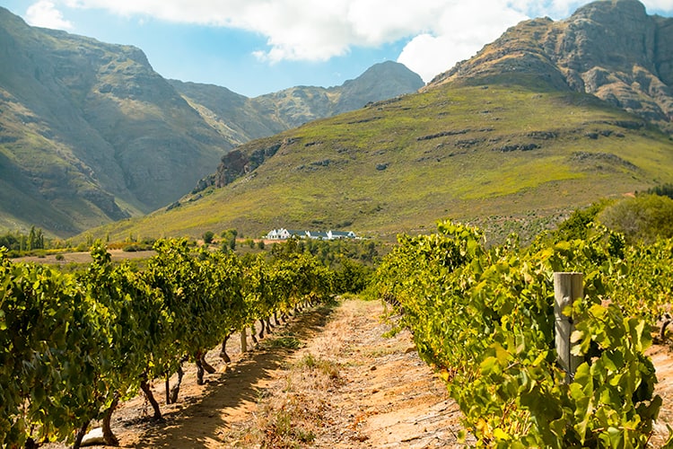Stellenbosch Vineyards, Best Wine Tasting Cape Town Tours