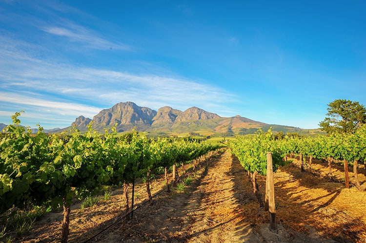 Stellenbosch Vineyards, Best Wine Tasting Cape Town Tours