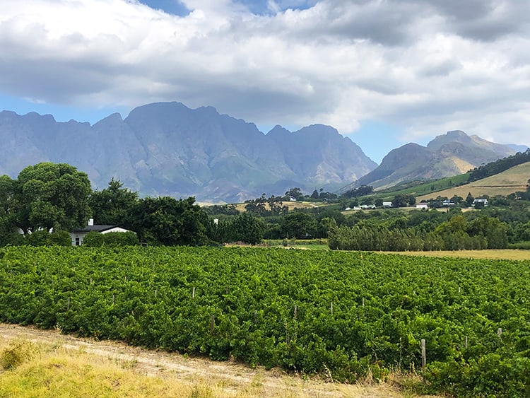 Best Wine Tasting Cape Town Tours and Trips, Franschhoek Wine Farm