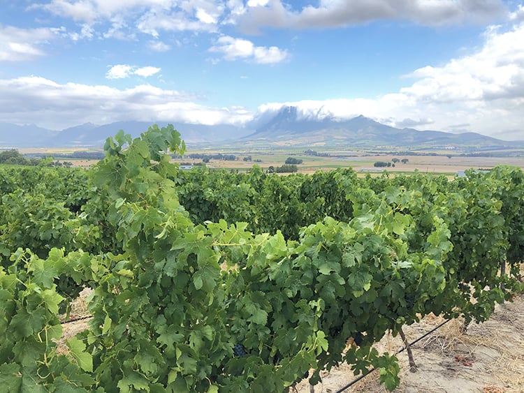 Best Wine Tasting Cape Town Tours and Trips, Vineyard