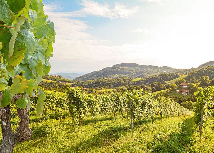 Best Wine Tour from Florence to Tuscany