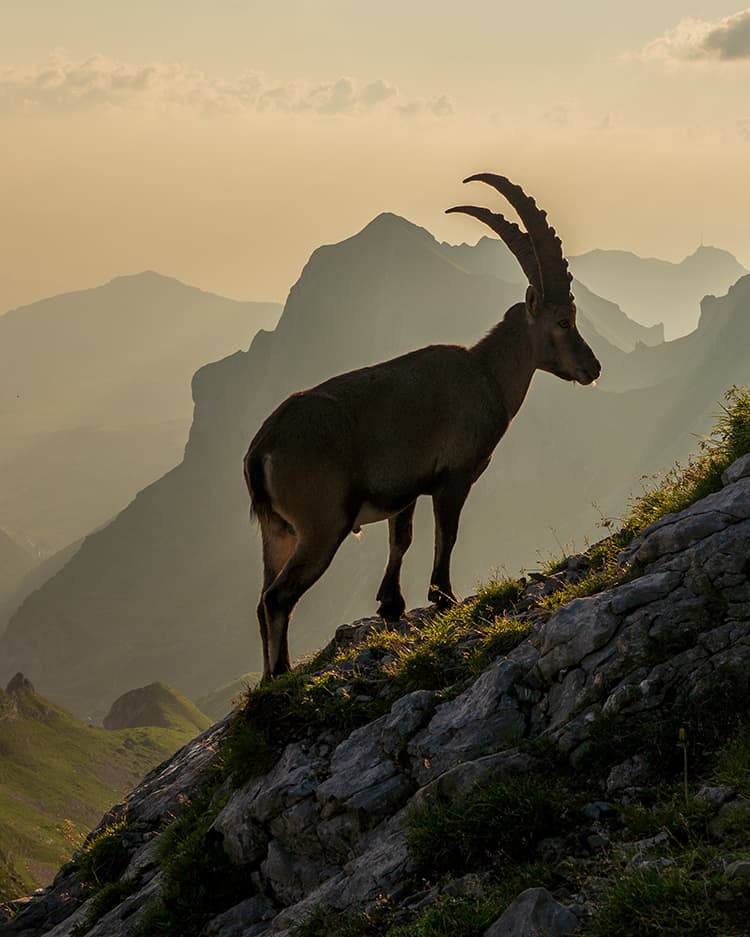 Wildlife in Switzerland