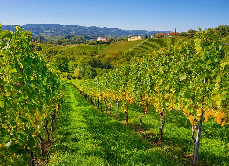 Wine Tasting Tours in Tuscany