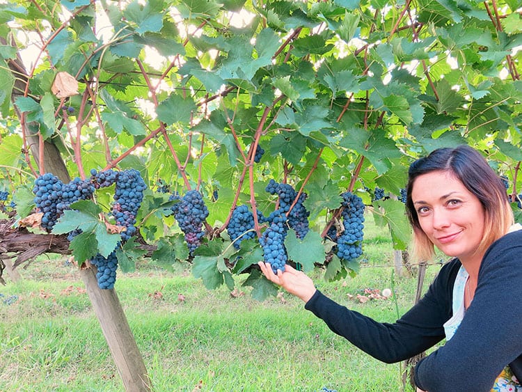 Winery in Tuscany in Italy