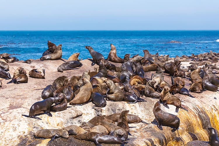 Best Sunset Cruises in Cape Town, Cape Town Fur Seals, South Africa