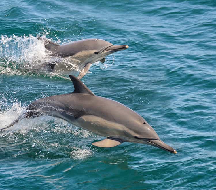 Best Sunset Cruises in Cape Town, Dolphins in Cape Town False Bay, South Africa