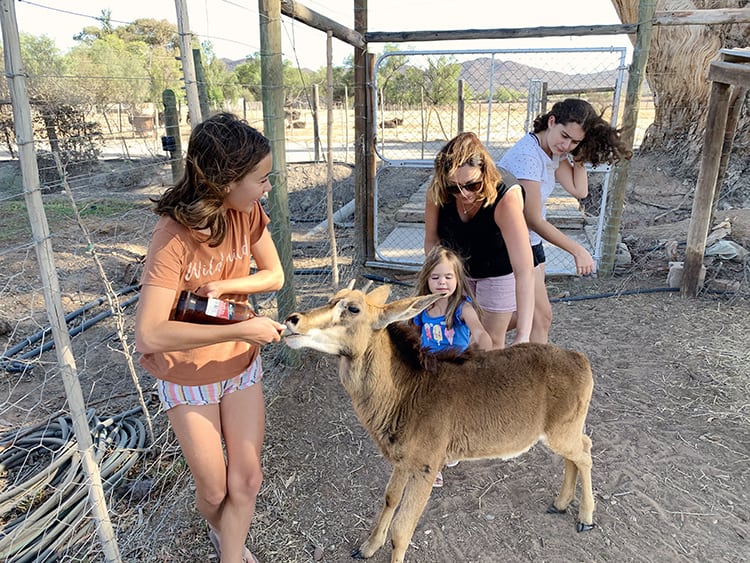 Feeding the wildlife in Oudtshoorn