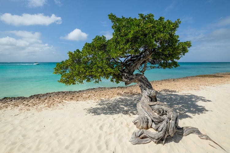 Beach in Aruba by The World Travel Guy