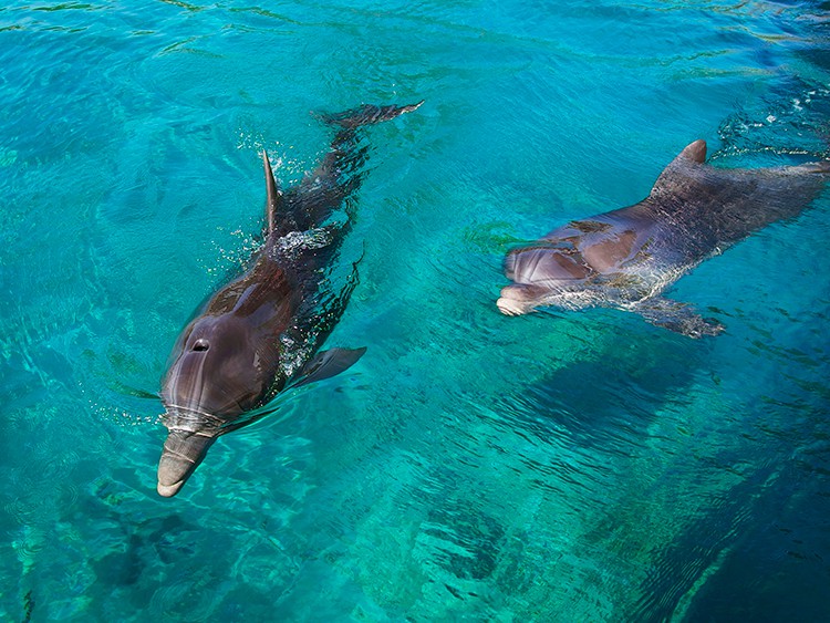 Best Moreton Island Tours - Moreton Island Dolphins, feeding at Tangalooma Resort