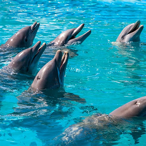 Best Moreton Island Tours - Moreton Island Dolphins, hand feeding at Tangalooma Resort, square image