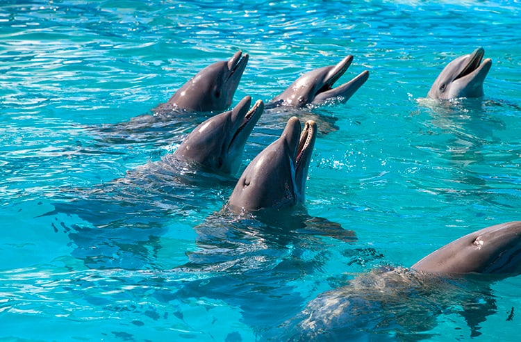 Best Moreton Island Tours - Moreton Island Dolphins, hand feeding at Tangalooma Resort