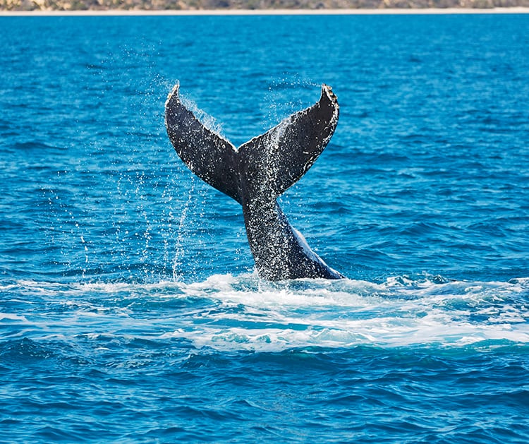 Best Moreton Island Tours - Morton Island Whale Watching - Humpback
