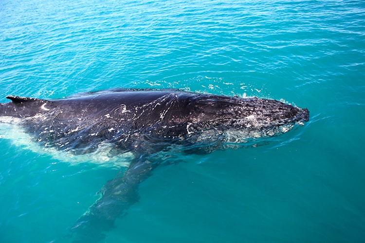 Best Moreton Island Tours - Morton Island Whale Watching - Humpback