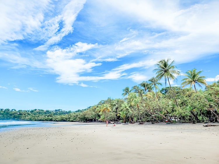 Costa Rica Tropical Beach Palm Trees Manuel Antonio by The Unknown Enthusiast