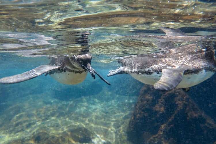 Galapagos Penguin Underwater by We Dream of Travel
