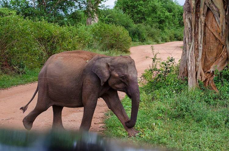 Sri Lanka baby elephant by Wildlife Seeing