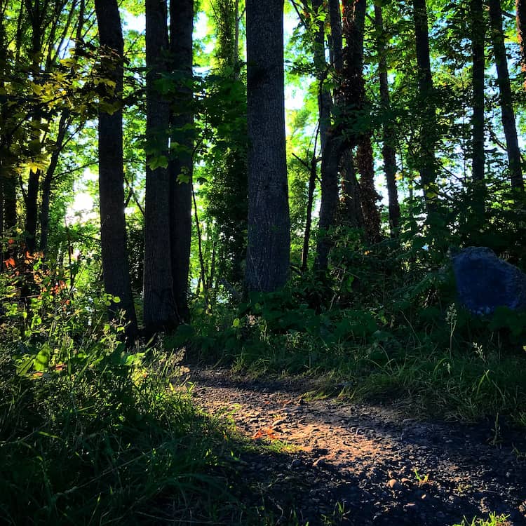 A Path through Ashdown Forest