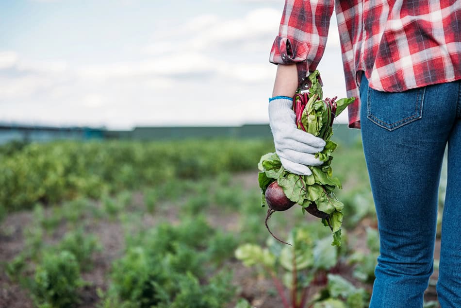 Organic Farm