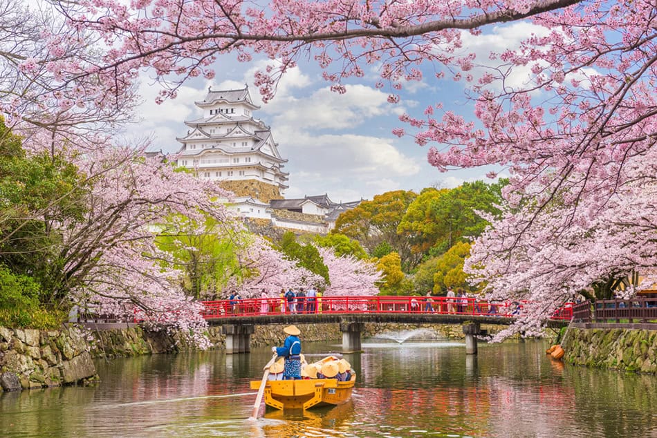Japan Cherry Blossoms