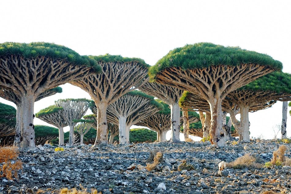 Socotra Island, Yemen