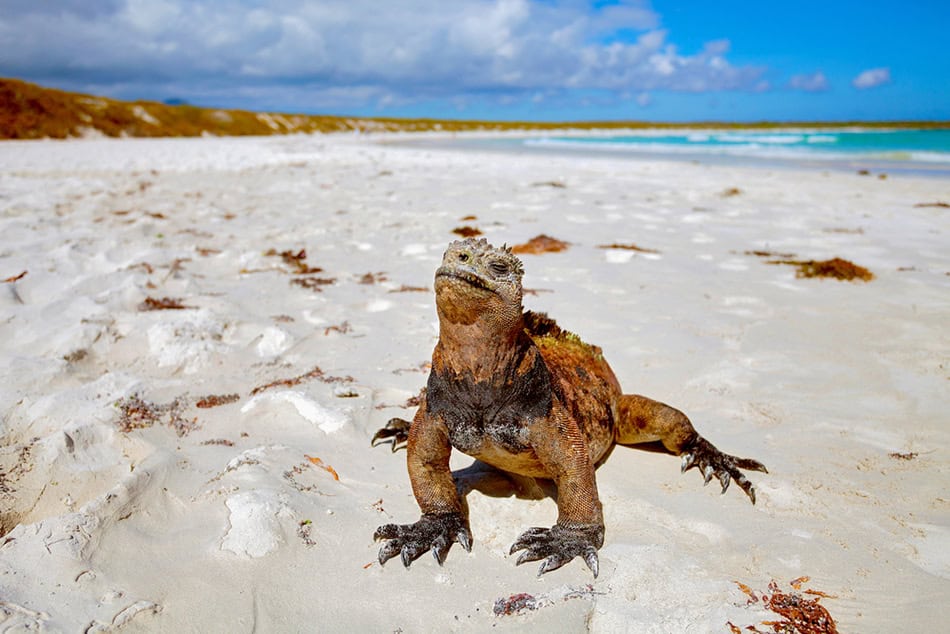 Marine Iguana Galapagos Island