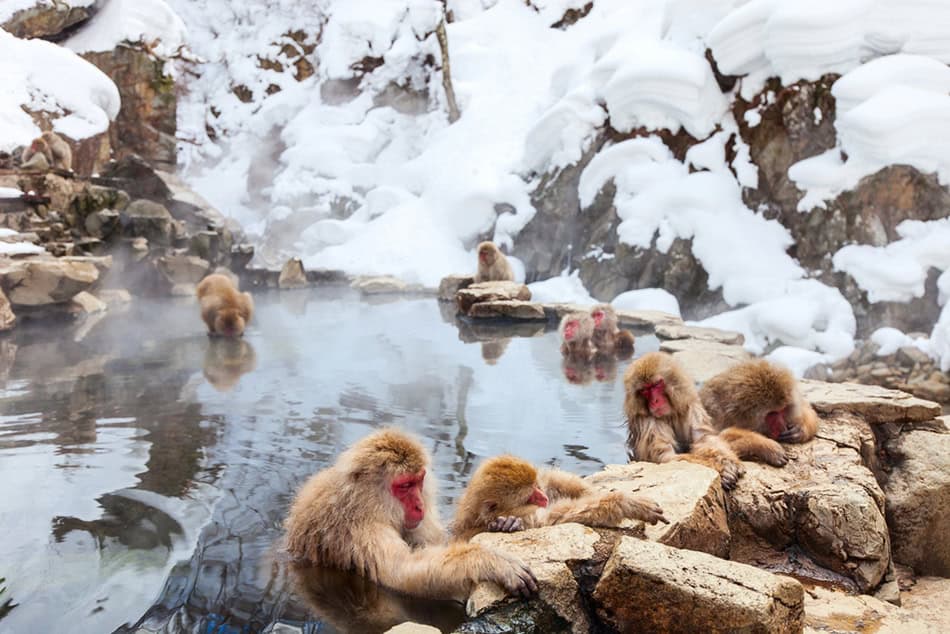 Japan Snow Monkeys