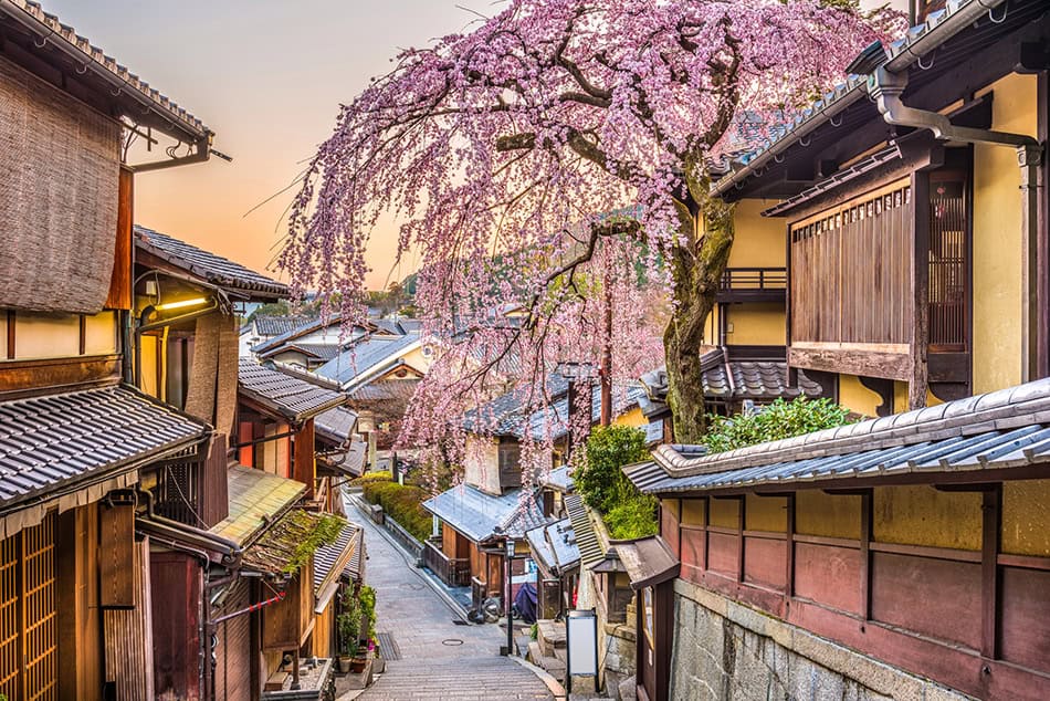 Cherry Blossom Kyoto Japan