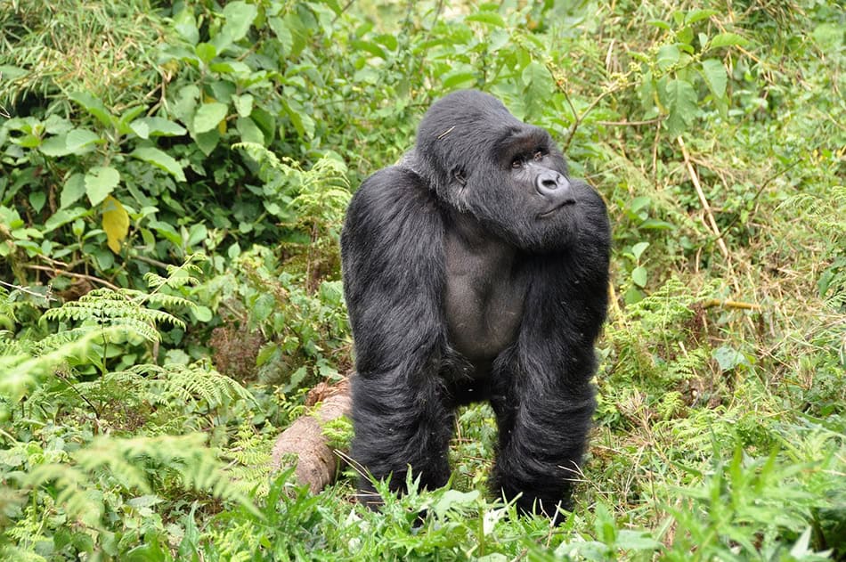 Gorillas of Volcanoes National Park in Rwanda