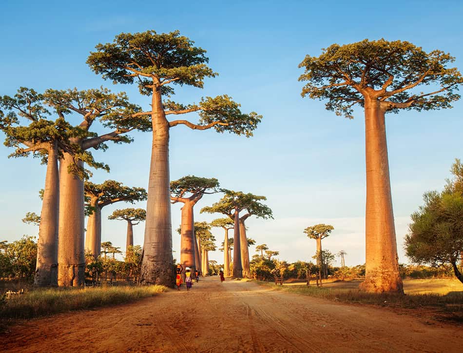Madagascar