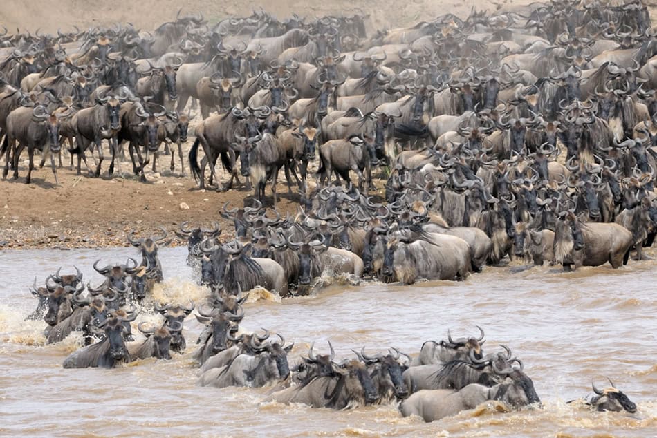 Serengeti in Tanzania