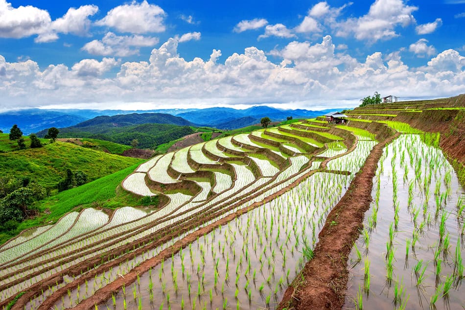 Terrace rice field of Ban pa bong piang in Chiangmai, Thailand
