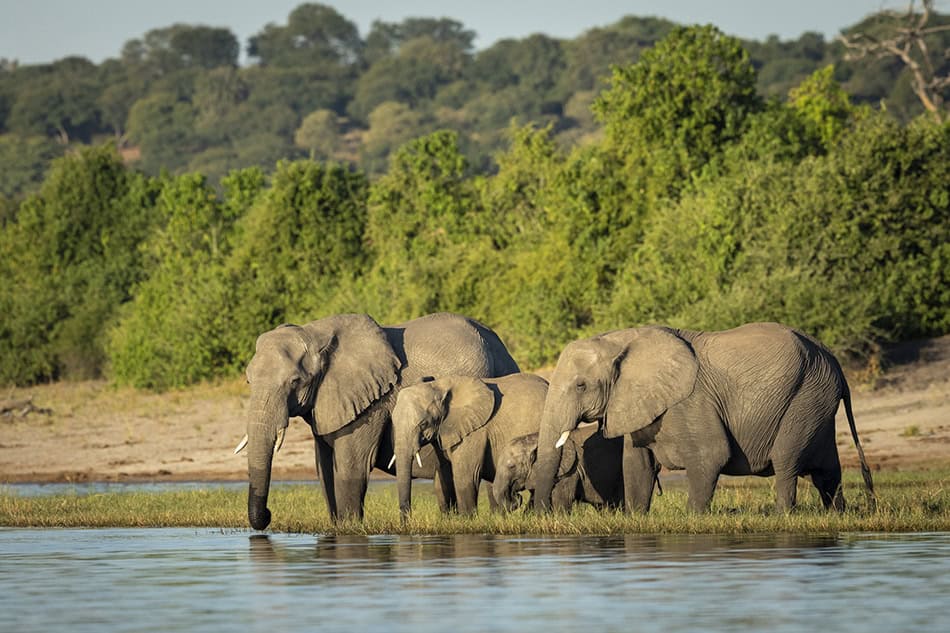 Okavango Delta, Botswana