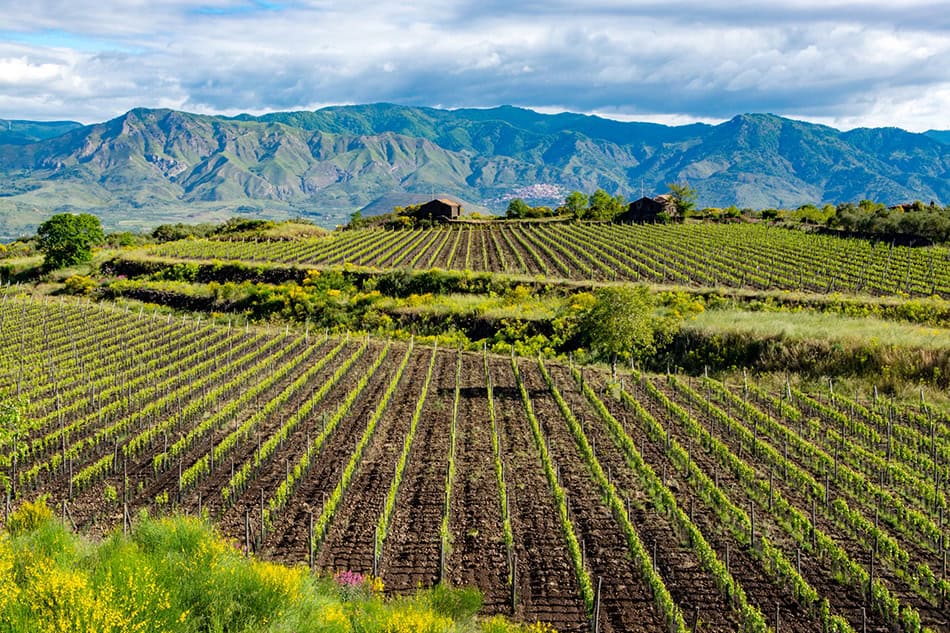 Vineyard of Mount Etna Italy