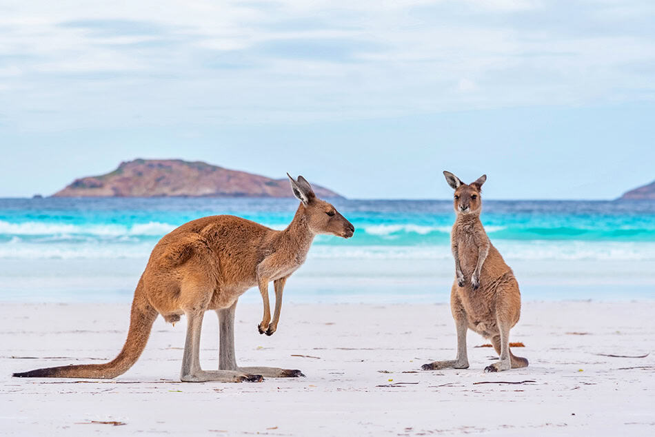 Kangaroos at Lucky Bay in Australia