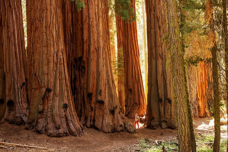 Sequoia National Park, California USA