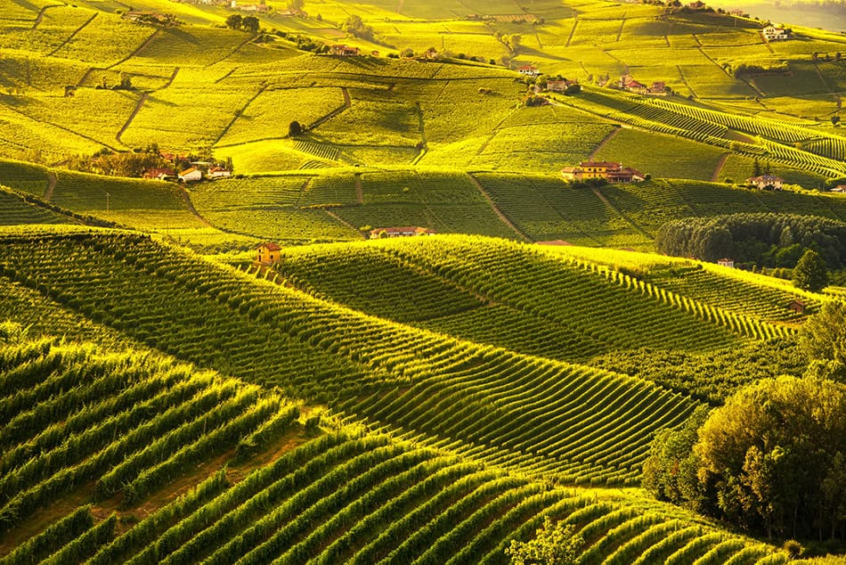 Langhe vineyards near Barolo Italy