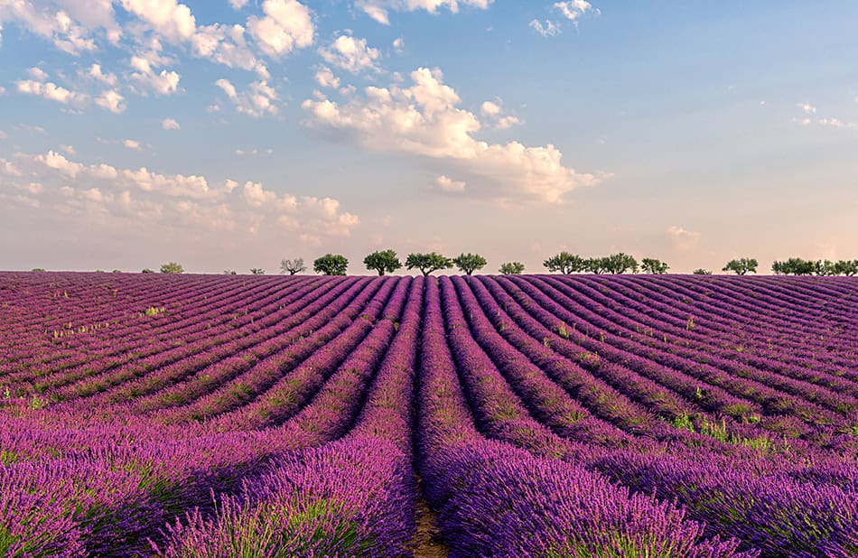 Lavender Fields of Valensole France